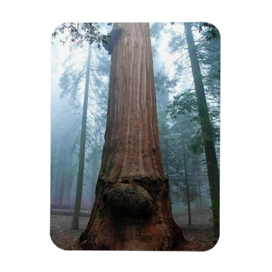Giant Sequoia Tree in Grant Grove, CA Magneet (Verticaal)