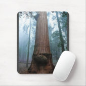 Giant Sequoia Tree in Grant Grove, CA Muismat (Met muis)