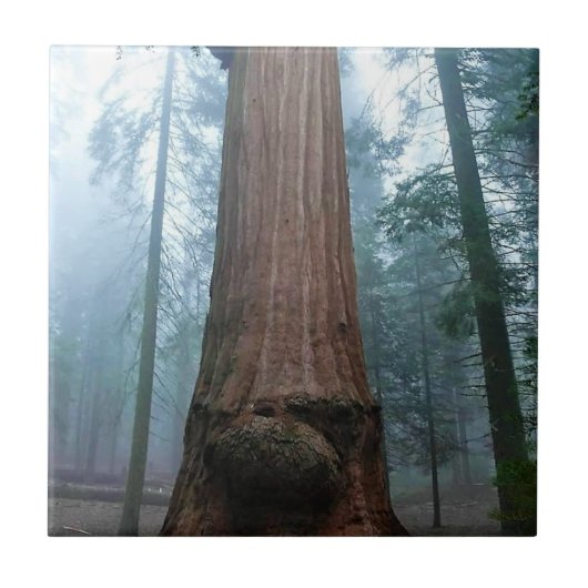 Giant Sequoia Tree in Grant Grove, CA Tegeltje (Voorkant)
