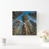 Giant Sequoia Tree in the Snow Vierkante Klok (Huis)