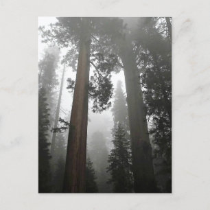 Giant Sequoia Trees in de mist, CA Briefkaart
