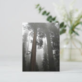 Giant Sequoia Trees in de mist, CA Briefkaart (Staand voorkant)