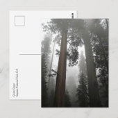 Giant Sequoia Trees in de mist, CA Briefkaart (Voorkant / Achterkant)