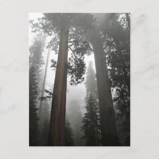 Giant Sequoia Trees in de mist, CA Briefkaart (Voorkant)