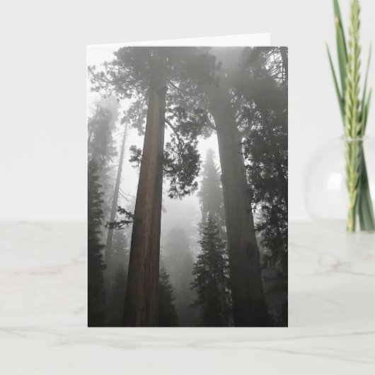 Giant Sequoia Trees in de mist, CA Kaart (Voorkant)