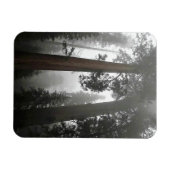 Giant Sequoia Trees in de mist, CA Magneet (Horizontaal)