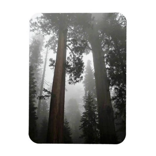 Giant Sequoia Trees in de mist, CA Magneet (Verticaal)