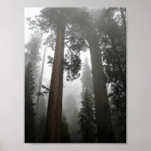 Giant Sequoia Trees in de mist, CA Poster (Voorkant)
