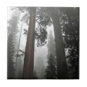 Giant Sequoia Trees in de mist, CA Tegeltje (Voorkant)