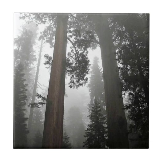 Giant Sequoia Trees in de mist, CA Tegeltje (Voorkant)