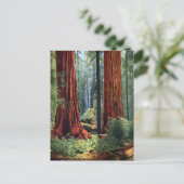 Giant Sequoia Trunks Briefkaart (Staand voorkant)