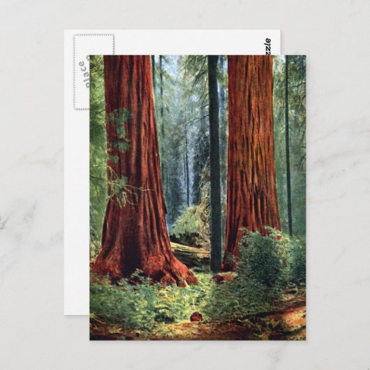 Giant Sequoia Trunks Briefkaart (Voorkant / Achterkant)