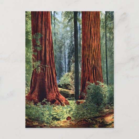 Giant Sequoia Trunks Briefkaart (Voorkant)