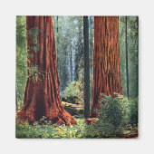 Giant Sequoia Trunks Magneet (Voorkant)