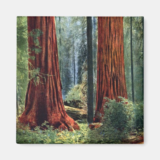 Giant Sequoia Trunks Magneet (Voorkant)