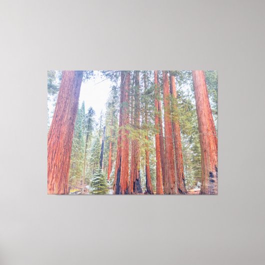 Giant Sequoias Canvas Afdruk (Voorkant)