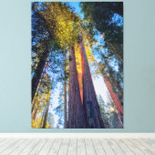 Giant Sequoias Canvas Afdruk (Insitu (Houten vloer))