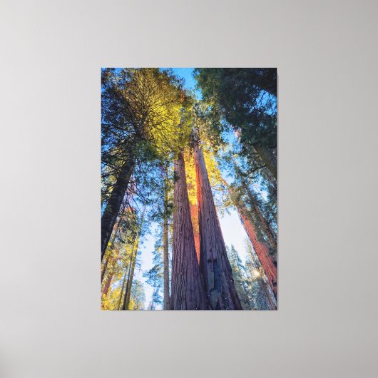 Giant Sequoias Canvas Afdruk (Voorkant)