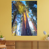 Giant Sequoias Canvas Afdruk (Insitu (Woonkamer))