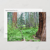 Giant Sequoias in Grant Grove, CA-Briefkaart Briefkaart (Voorkant / Achterkant)