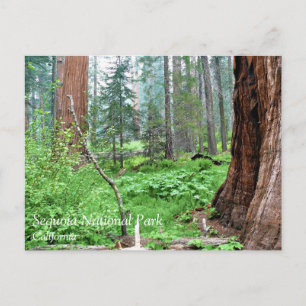 Giant Sequoias in Grant Grove, CA-Briefkaart Briefkaart