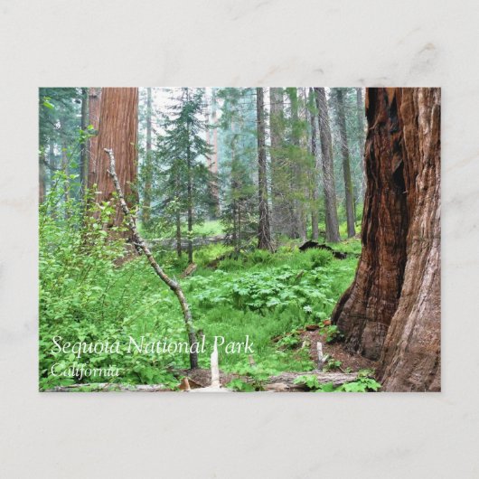 Giant Sequoias in Grant Grove, CA-Briefkaart Briefkaart (Voorkant)