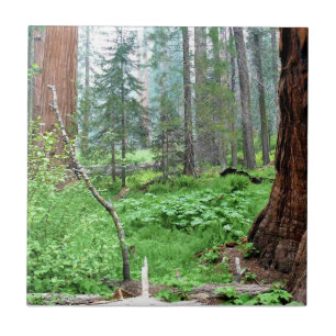 Giant Sequoias in Grant Grove, CA Tegeltje