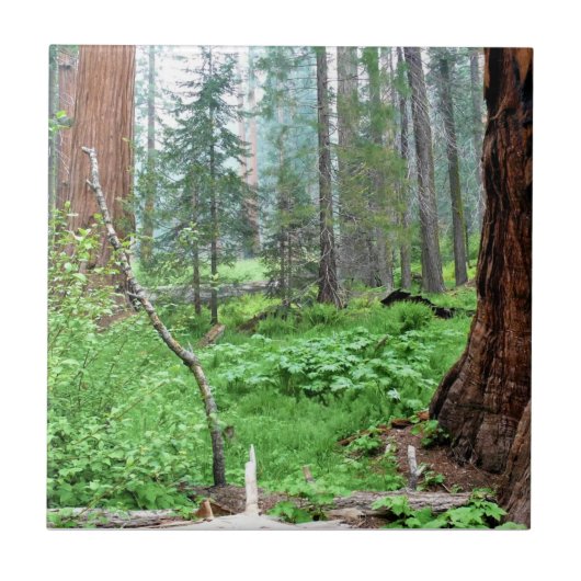 Giant Sequoias in Grant Grove, CA Tegeltje (Voorkant)