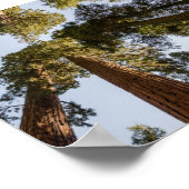 Giant Sequoias in het Nationaal Park Sequoia Poster (Hoek)