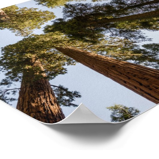 Giant Sequoias in het Nationaal Park Sequoia Poster (Hoek)