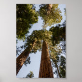 Giant Sequoias in het Nationaal Park Sequoia Poster (Voorkant)