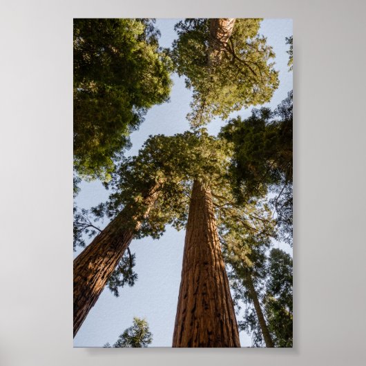 Giant Sequoias in het Nationaal Park Sequoia Poster (Voorkant)