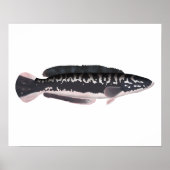 Giant Snakehead Poster (Voorkant)