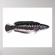 Giant Snakehead