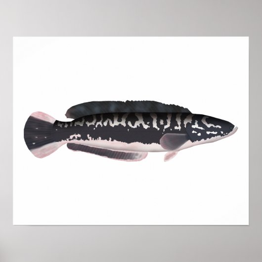 Giant Snakehead Poster (Voorkant)