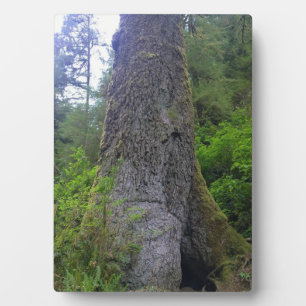 Giant Spruce Tree, Cape Perpetua, OF Fotoplaat