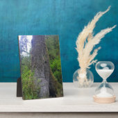 Giant Spruce Tree, Cape Perpetua, OF Fotoplaat (Zijkant)