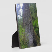 Giant Spruce Tree, Cape Perpetua, OF Fotoplaat (Zijkant)