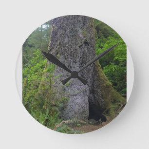 Giant Spruce Tree, Cape Perpetua, Oregon Ronde Klok