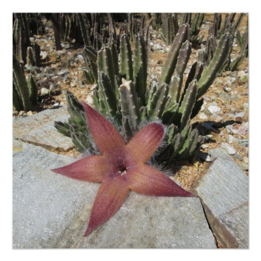 Giant Starfish Cactus Poster (Voorkant)