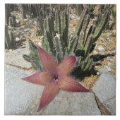 Giant Starfish Cactus Tegeltje (Voorkant)