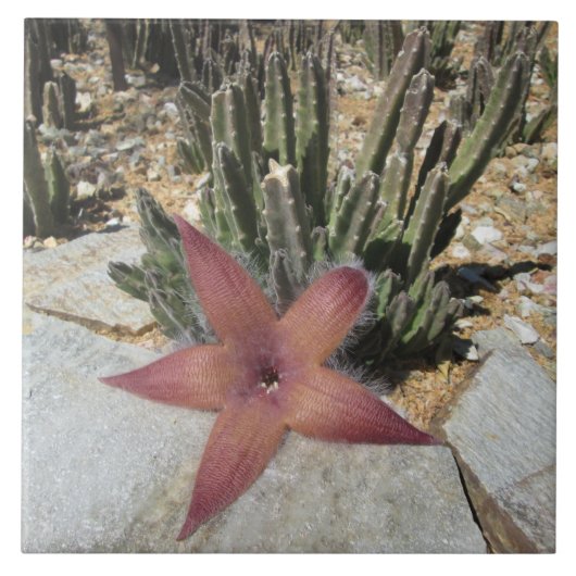 Giant Starfish Cactus Tegeltje (Voorkant)
