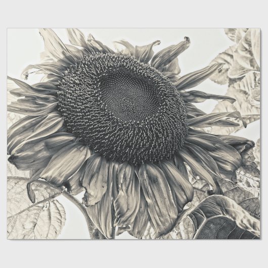 Giant Sunflower Antiek  Sepia Art Cadeaupapier (Vlak)