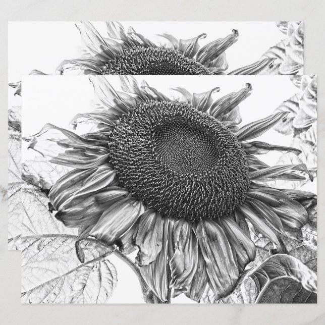 Giant Sunflower  Black and White Art (Voorkant / Achterkant)