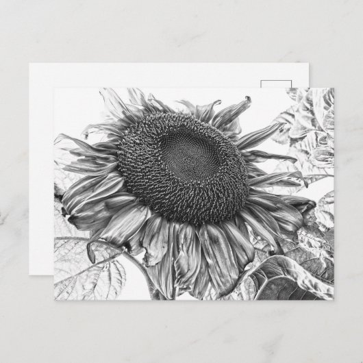 Giant Sunflower  Black and White Art Briefkaart (Voorkant / Achterkant)