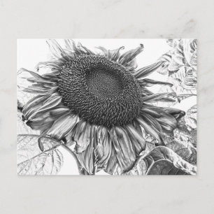 Giant Sunflower Black and White Art Briefkaart