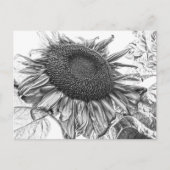 Giant Sunflower  Black and White Art Briefkaart (Voorkant)