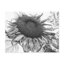 Giant Sunflower  Black and White Art