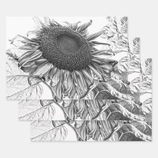 Giant Sunflower  Black and White Art Inpakpapier Vel (Set)