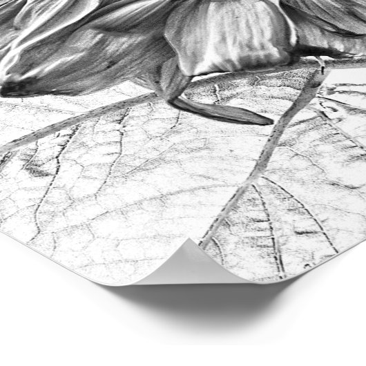 Giant Sunflower Black and White Art Poster (Hoek)